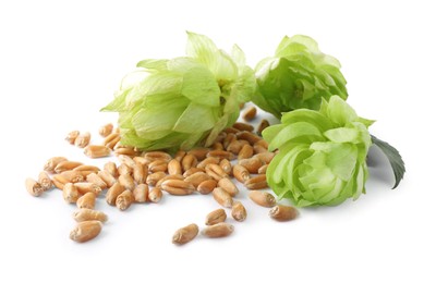 Fresh green hops and wheat grains on white background