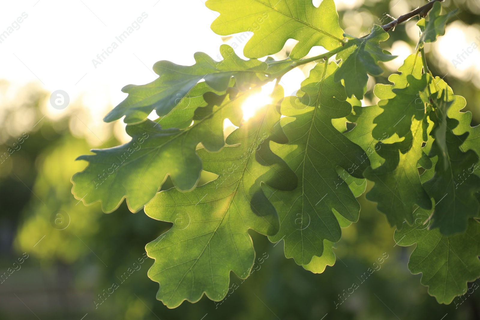 Photo of Closeup view of oak tree with young fresh green leaves outdoors on spring day