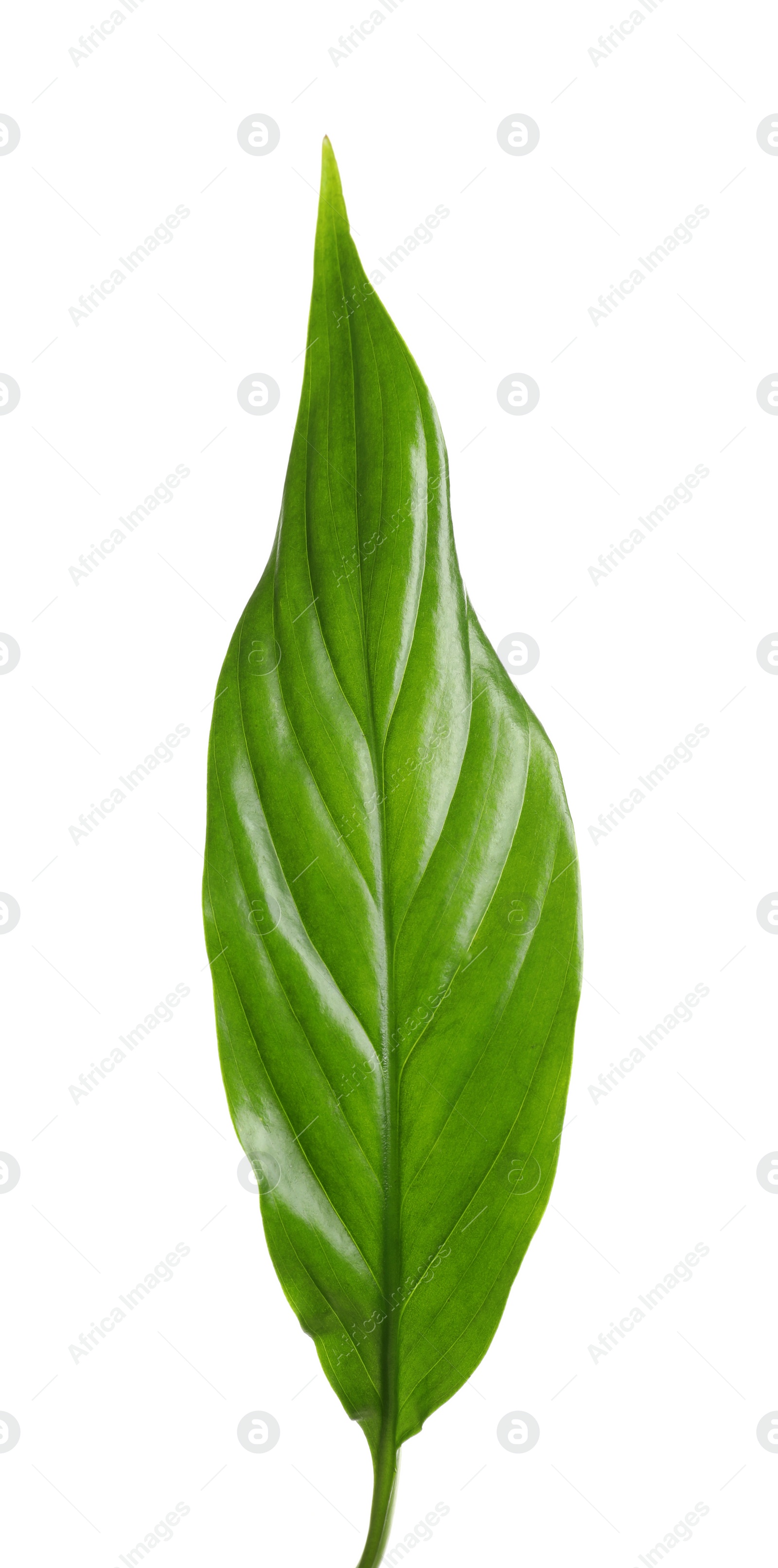 Photo of Beautiful tropical Spathiphyllum leaf on white background