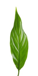 Photo of Beautiful tropical Spathiphyllum leaf on white background