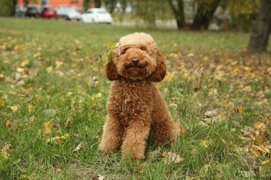 Photo of Cute fluffy dog in autumn park. Adorable pet