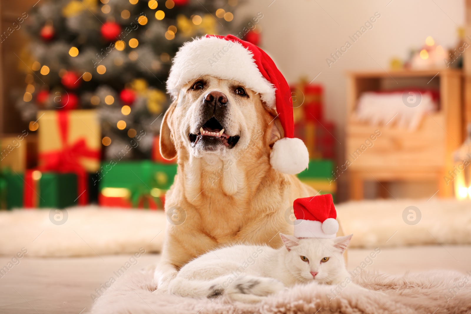 Photo of Adorable dog and cat wearing Santa hats together at room decorated for Christmas. Cute pets