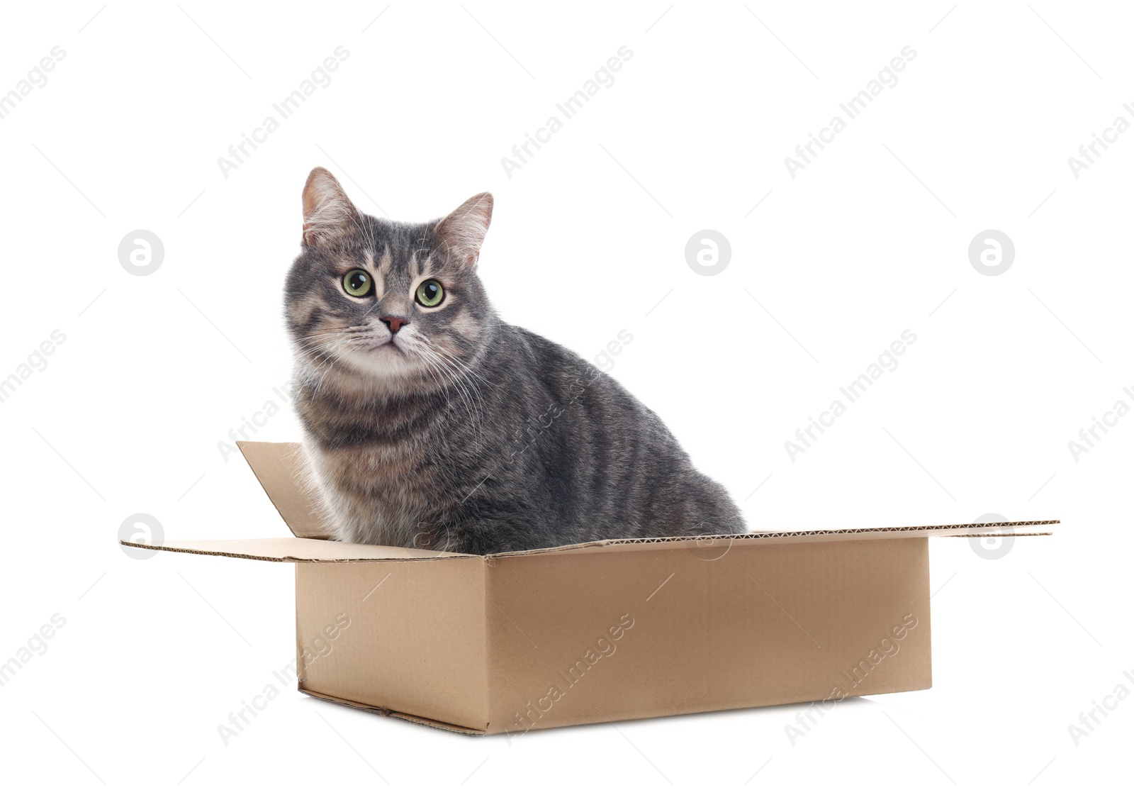 Photo of Cute grey tabby cat sitting in cardboard box on white background