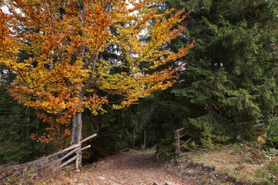 Photo of Picturesque view of pathway leading to forest in autumn