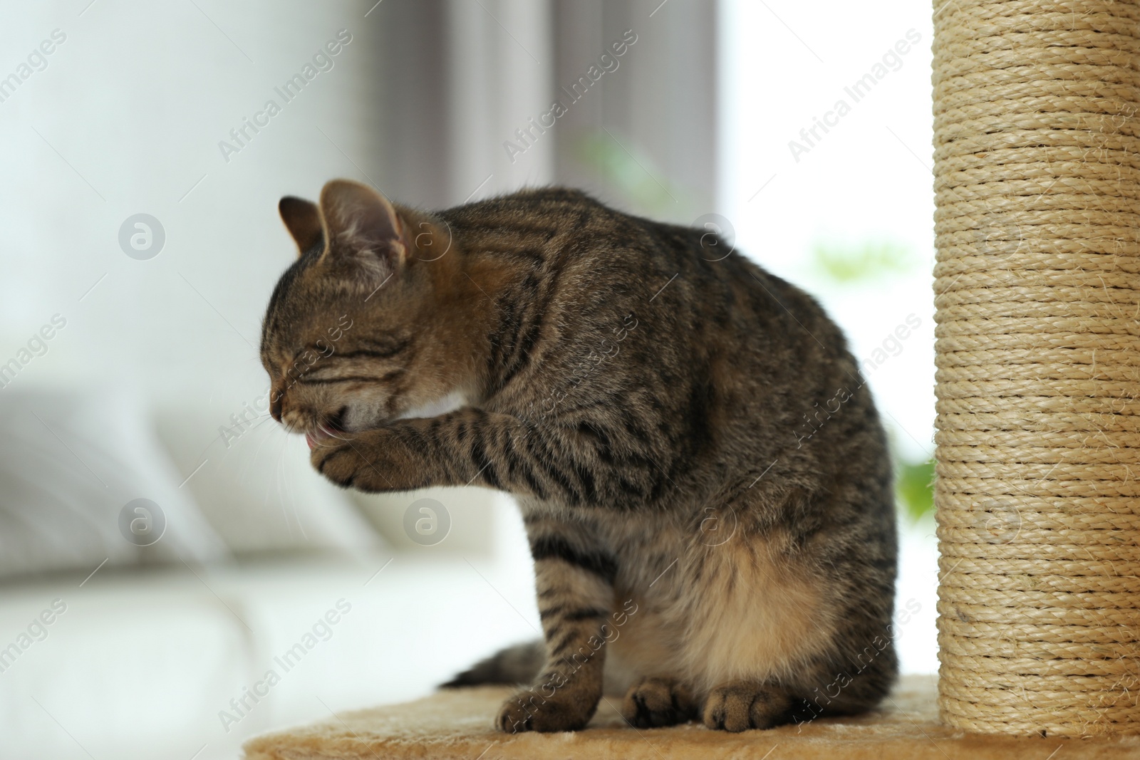 Photo of Cute tabby cat and pet tree at home