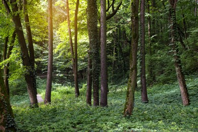 Photo of Picturesque view of forest on summer day