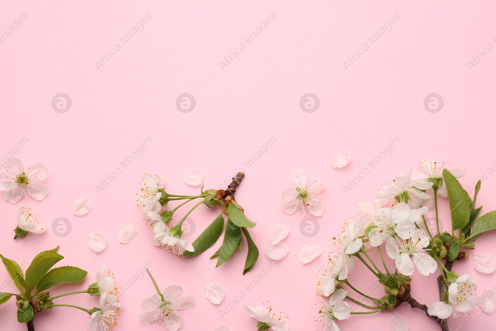 Photo of Beautiful spring tree blossoms and petals on pink background, flat lay. Space for text