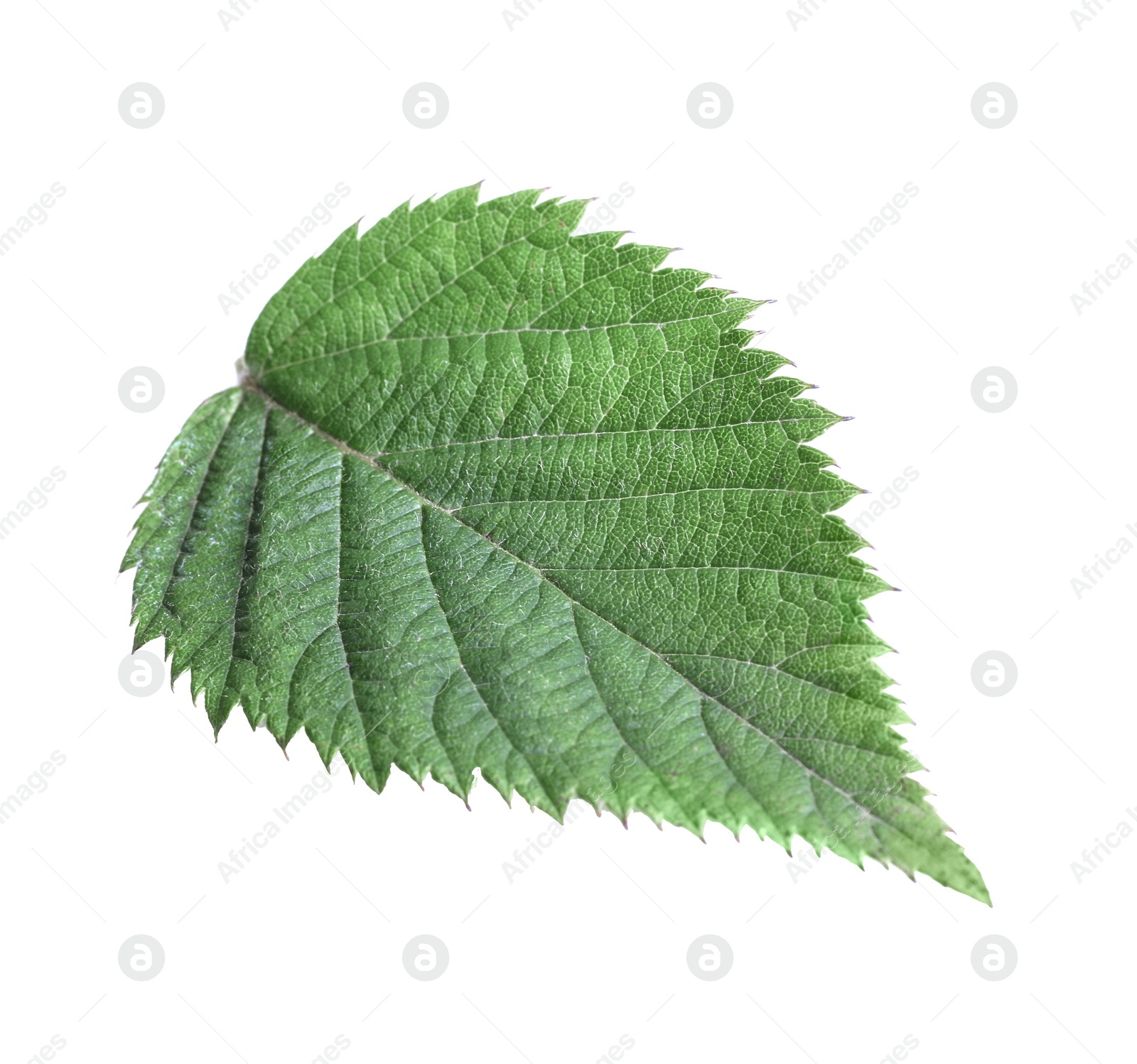 Photo of One fresh blackberry leaf isolated on white, top view