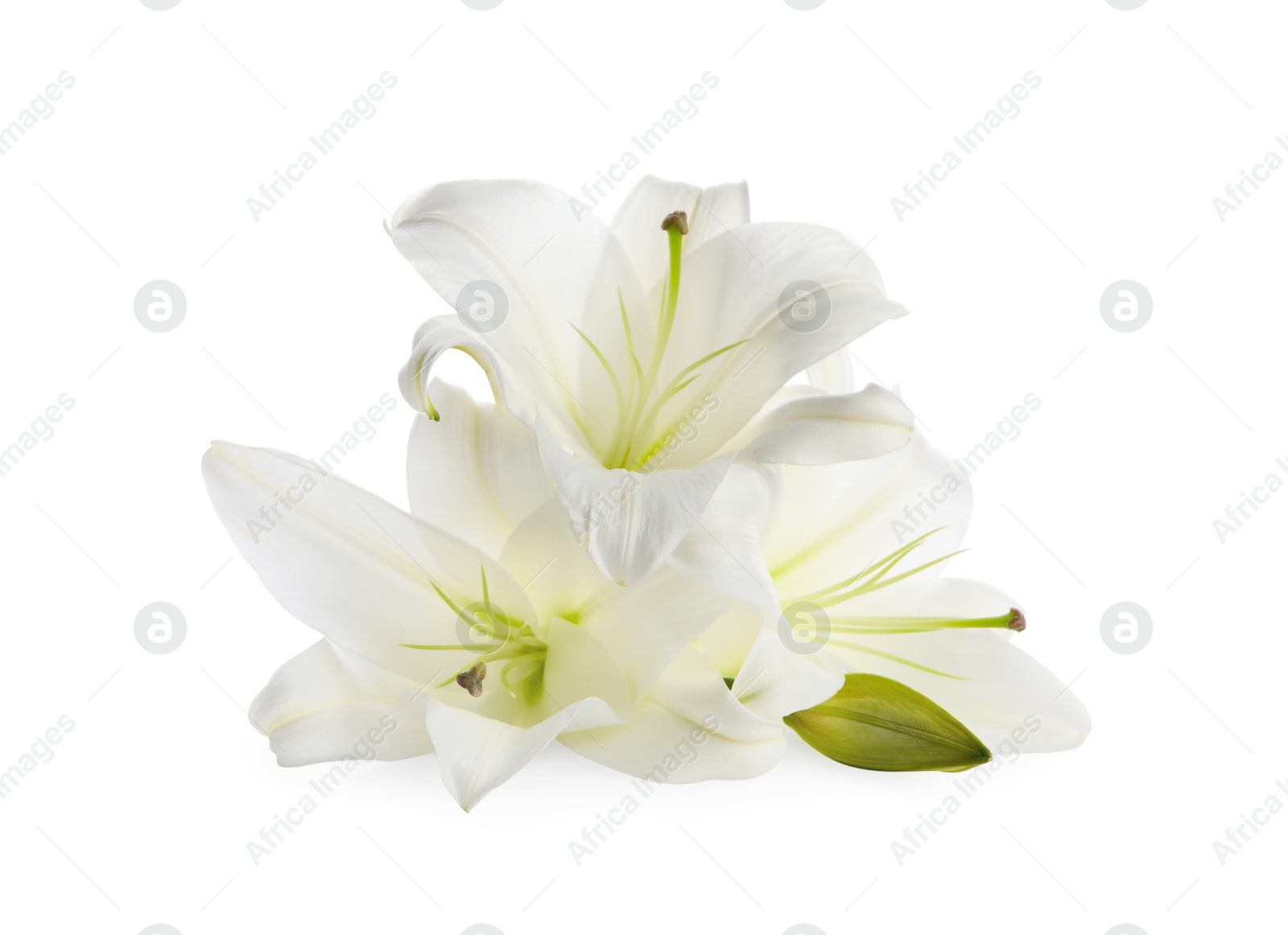 Photo of Beautiful fresh lily flowers isolated on white