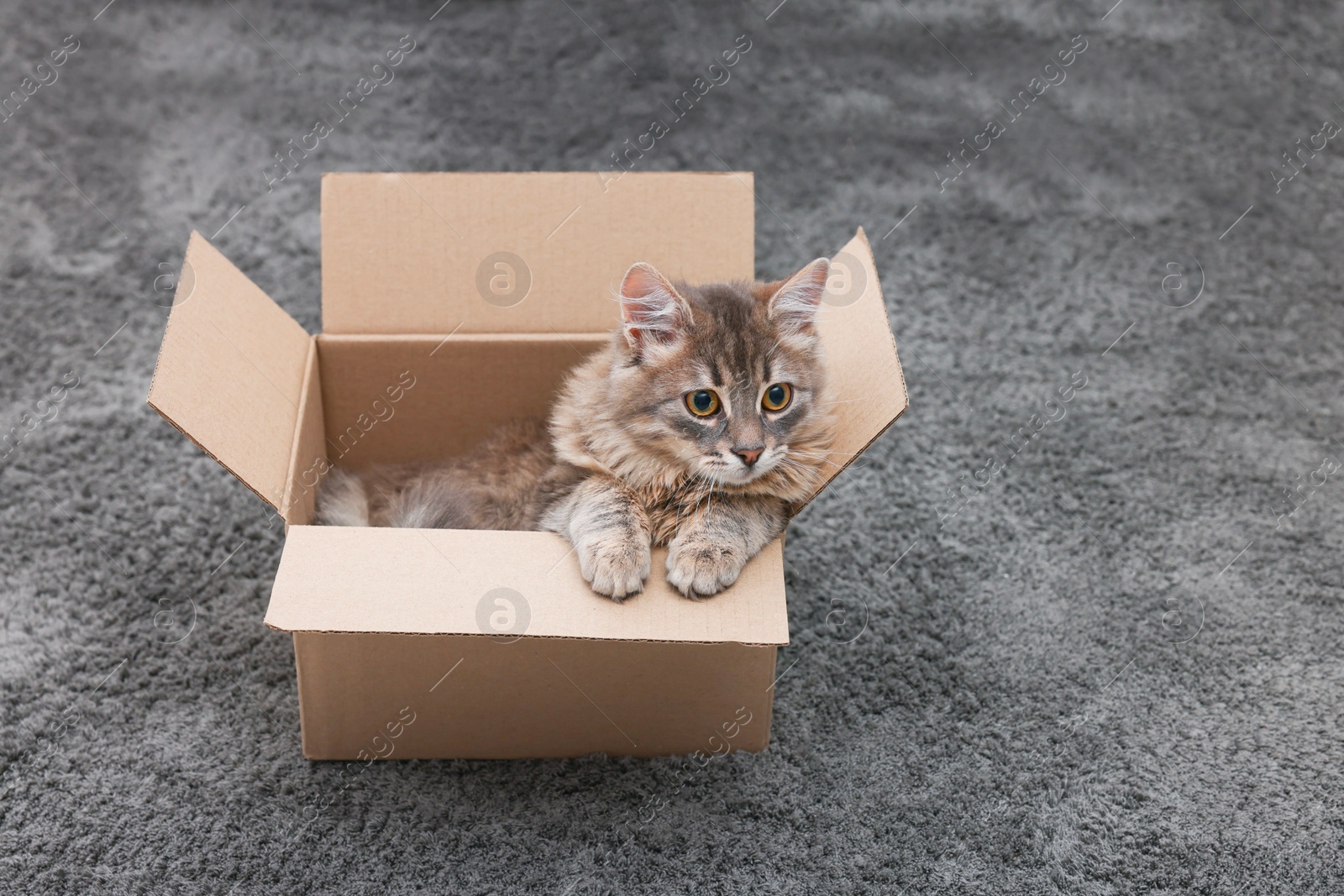 Photo of Cute fluffy cat in cardboard box on carpet. Space for text