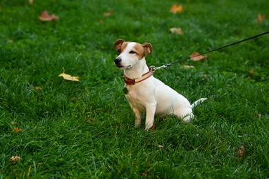 Adorable Jack Russell Terrier on green grass. Dog walking