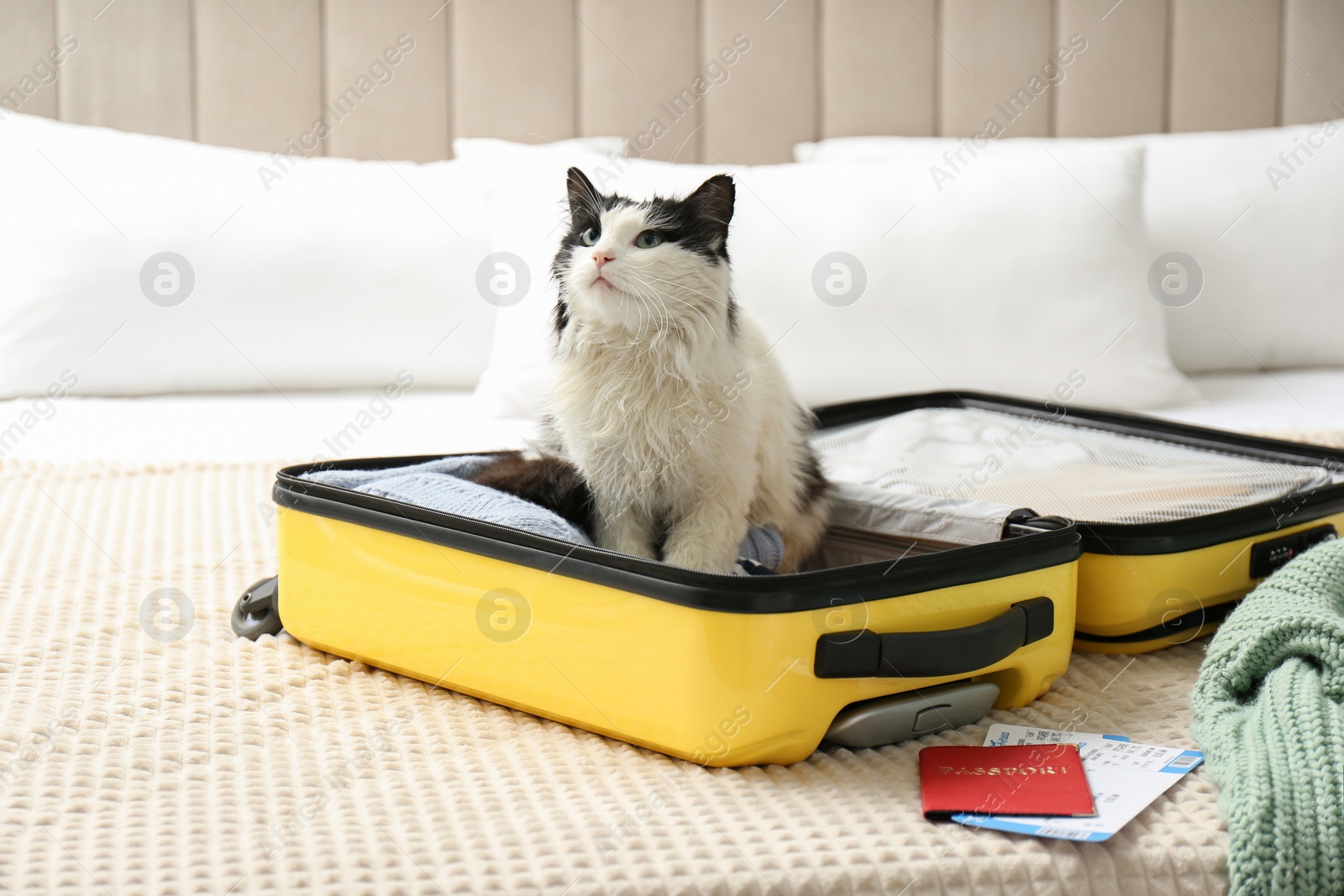 Photo of Cute cat sitting in suitcase with clothes and tickets on bed