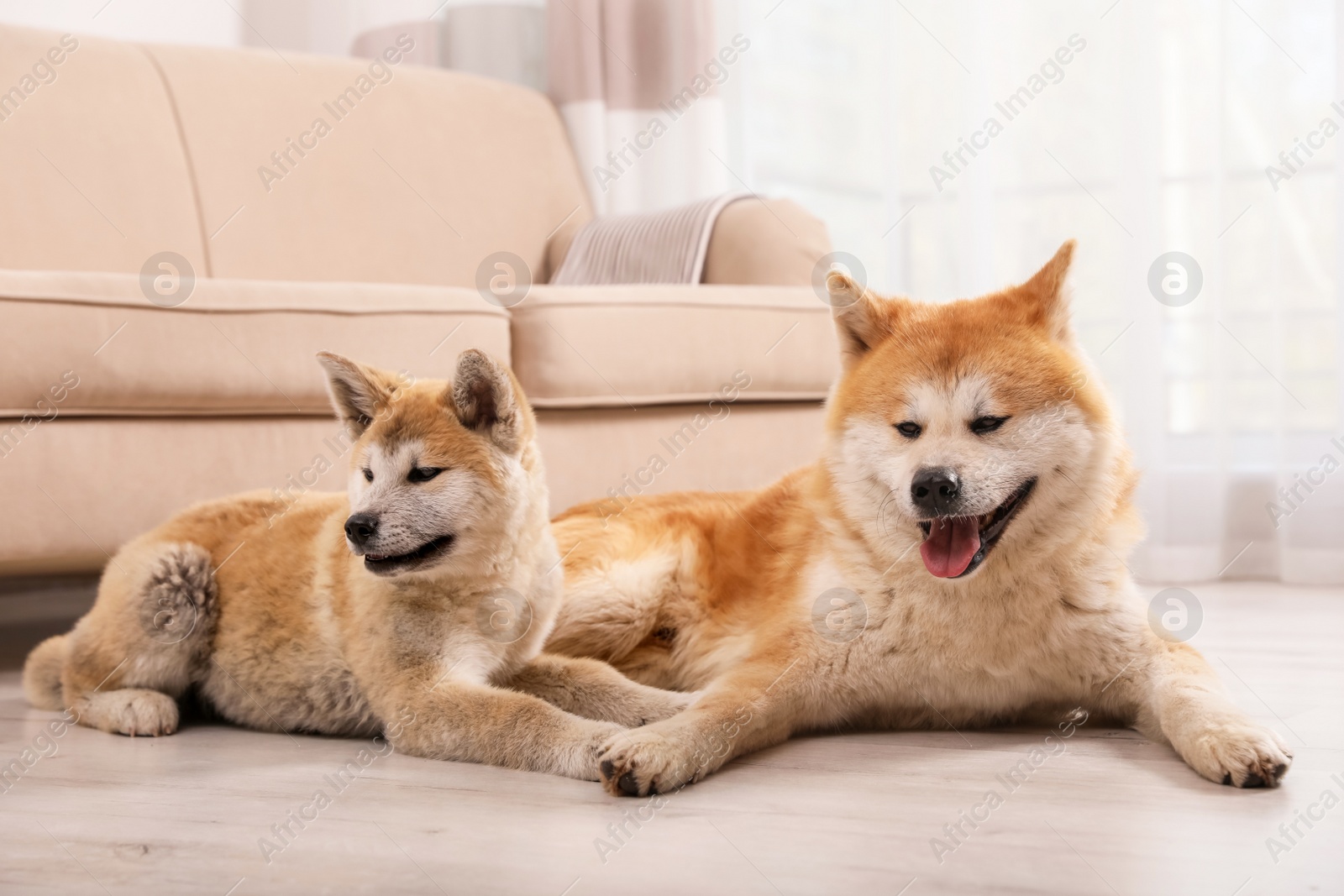 Photo of Adorable Akita Inu dog and puppy on floor in living room