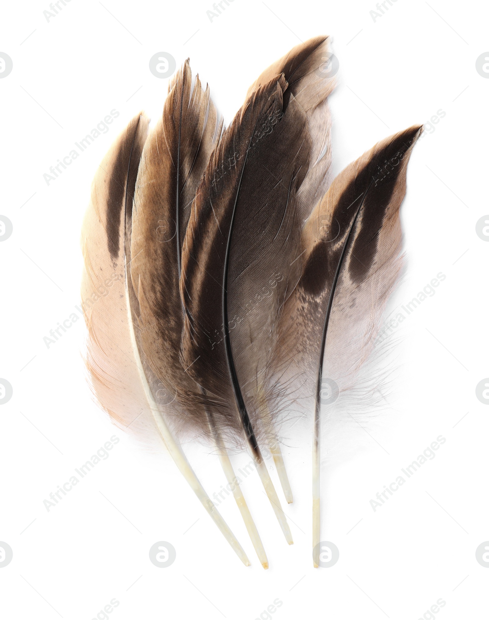 Photo of Many beautiful bird feathers isolated on white, top view