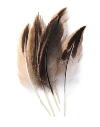Many beautiful bird feathers isolated on white, top view