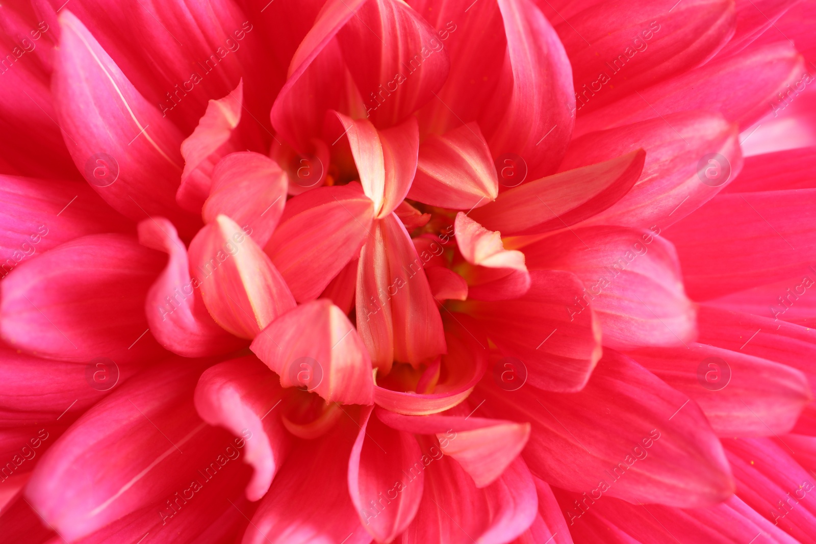 Photo of Beautiful pink dahlia flower as background, closeup