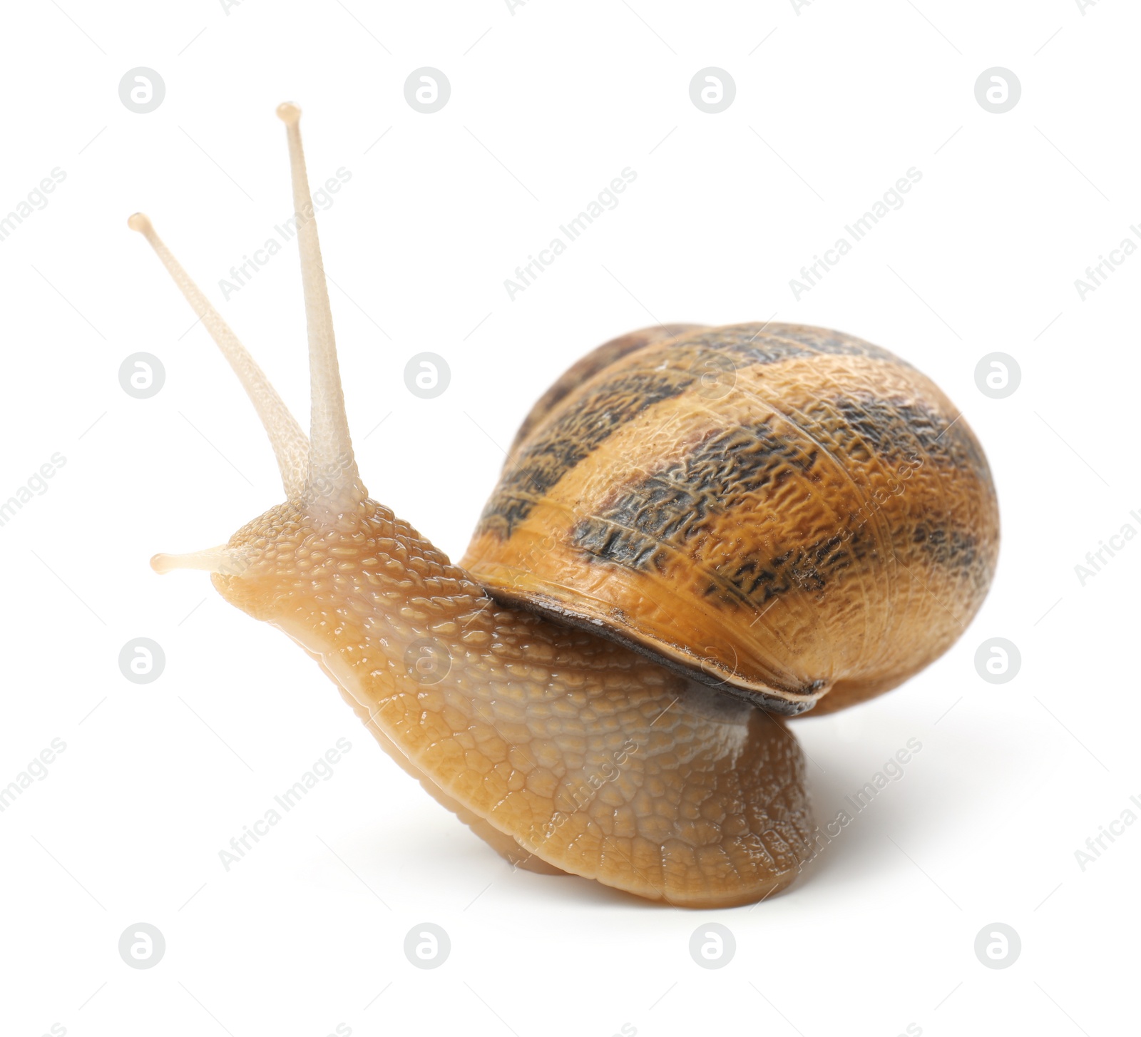 Photo of Common garden snail crawling on white background