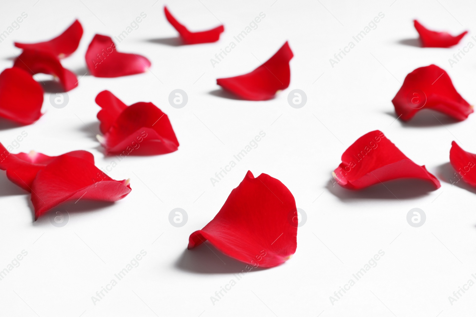 Photo of Beautiful red rose petals on white background