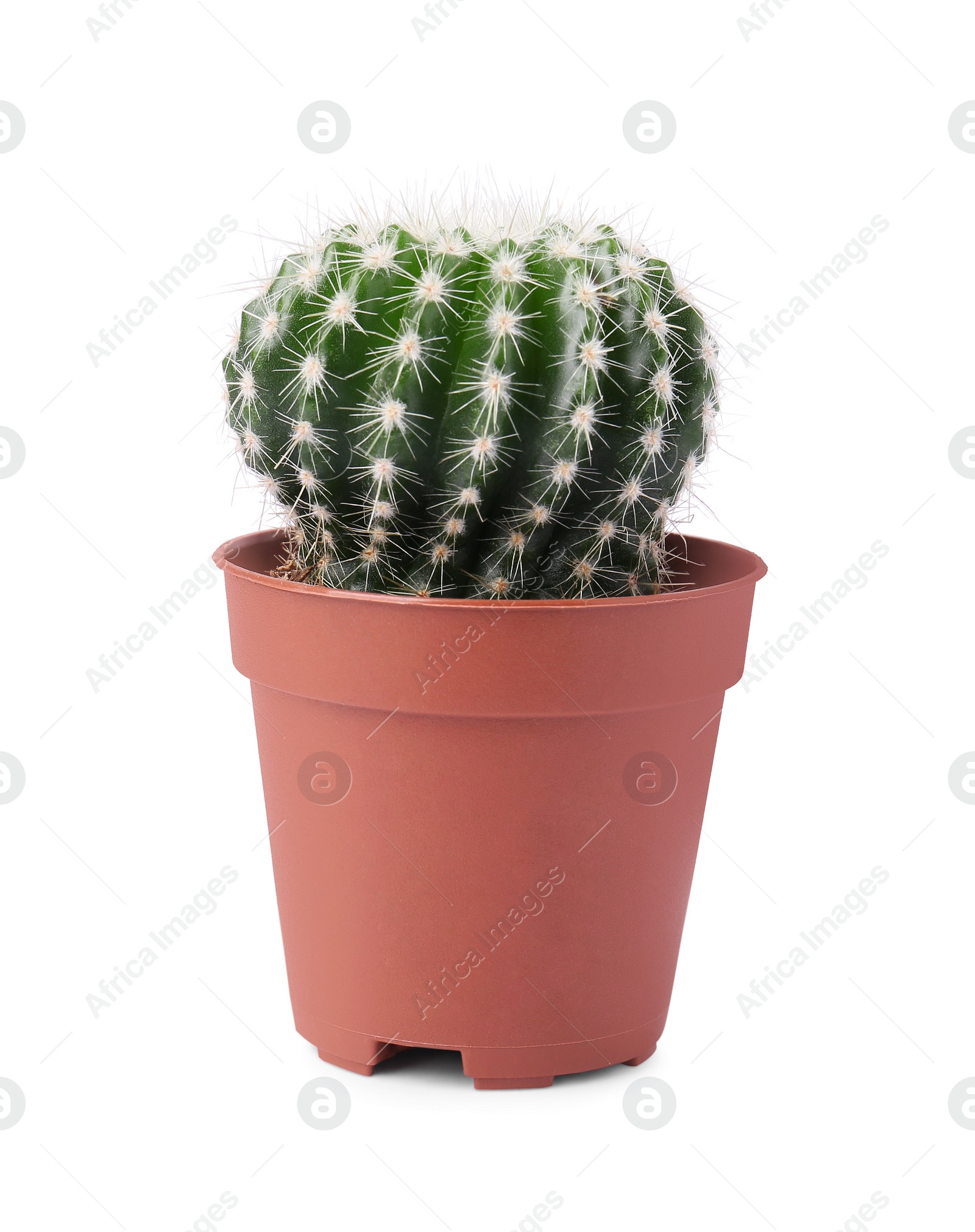 Photo of Beautiful green cactus in pot isolated on white. Tropical plant