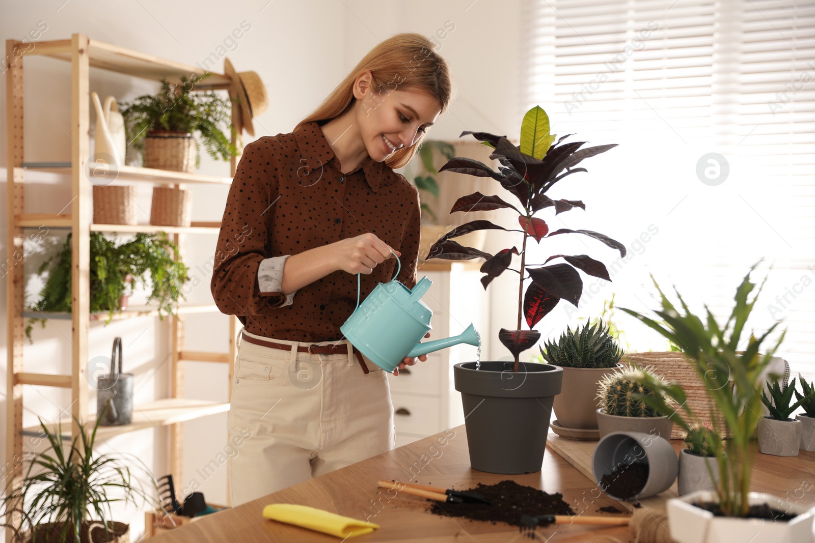 Photo of Young woman watering Croton plant at home. Engaging hobby