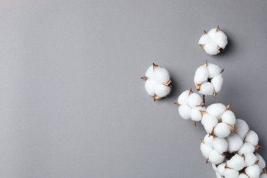 Photo of Branch with cotton flowers on light grey background, top view. Space for text