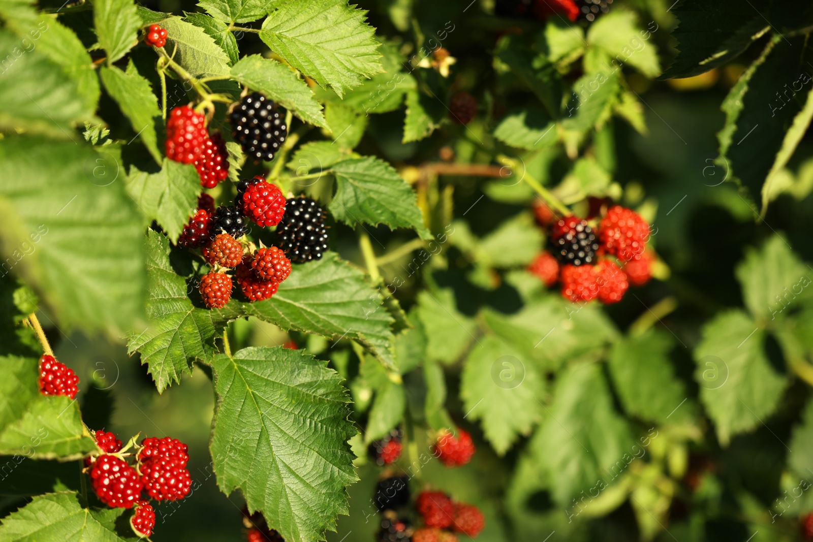 Photo of Ripe and unripe blackberries growing on bush outdoors, closeup