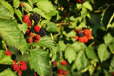 Ripe and unripe blackberries growing on bush outdoors, closeup