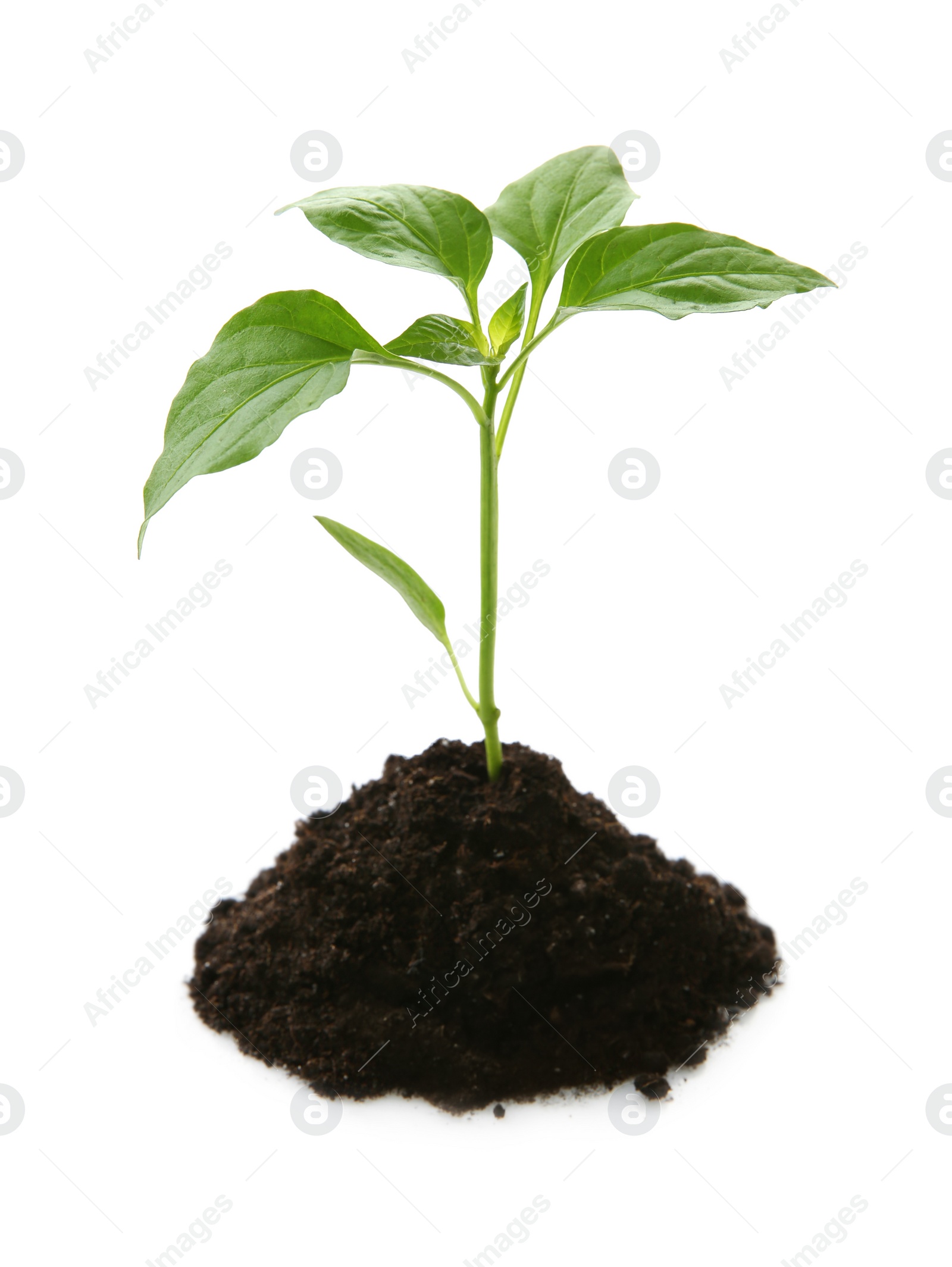 Photo of Pile of soil with green pepper seedling isolated on white