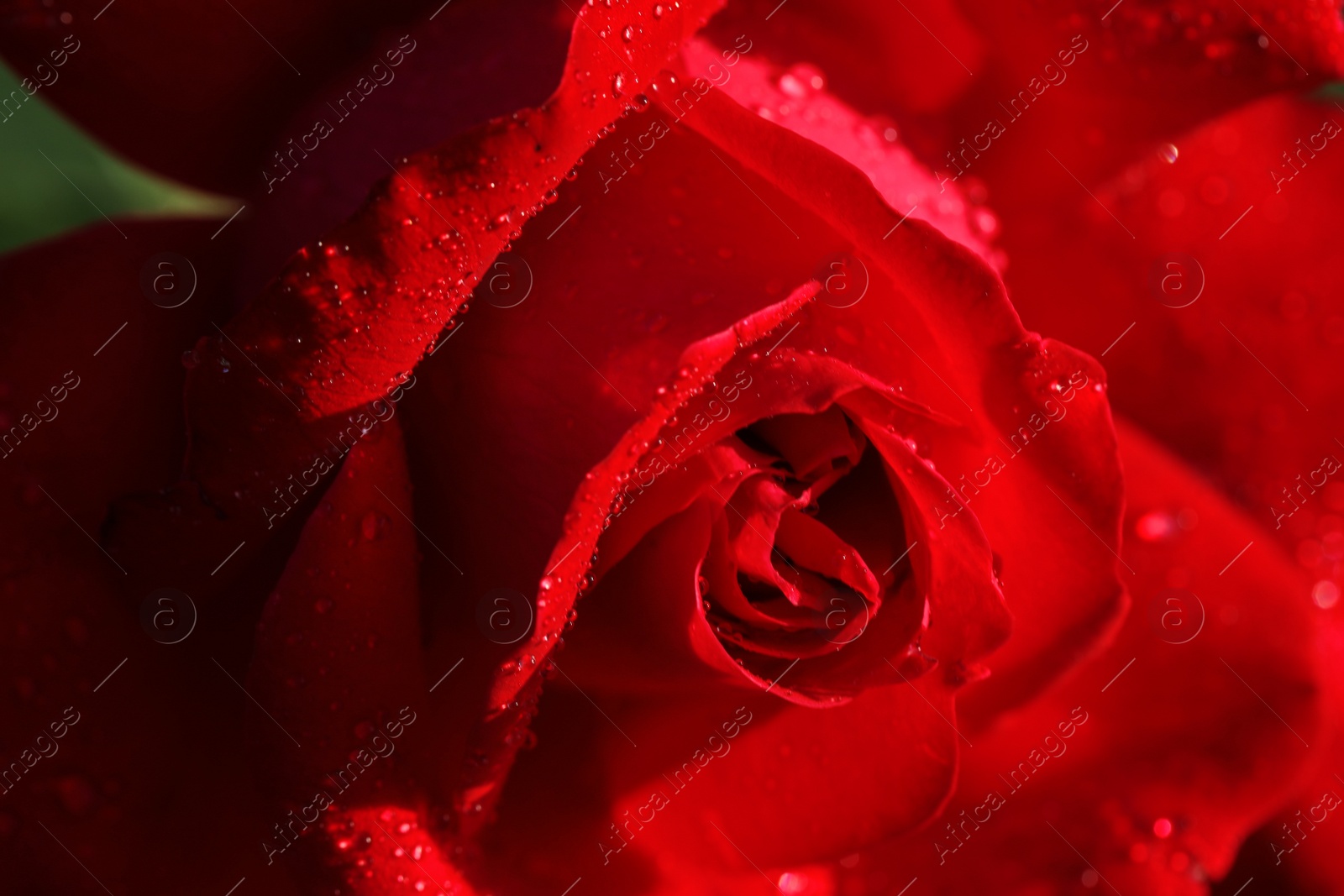 Photo of Closeup view of beautiful blooming rose as background