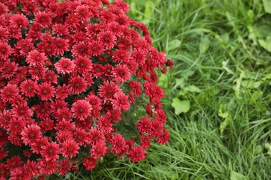 Beautiful blooming Chrysanthemum bush outdoors. Autumn flowers