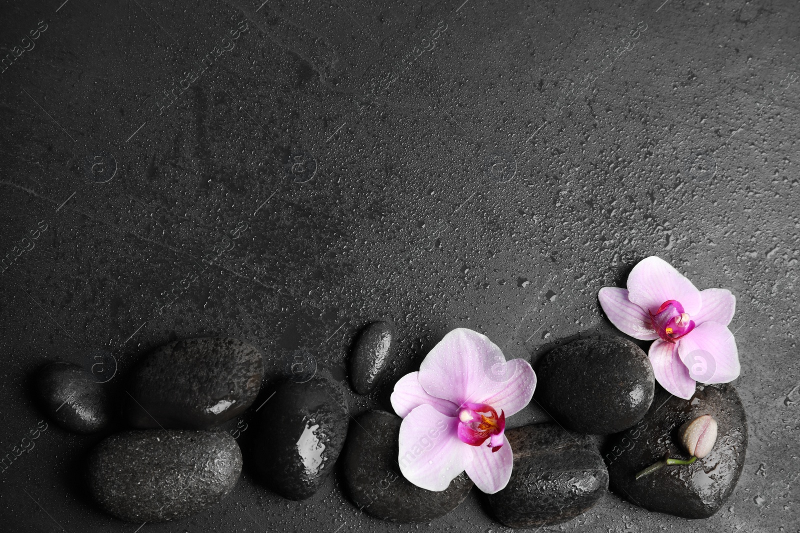 Photo of Stones with orchid flowers and space for text on wet black background, flat lay. Zen lifestyle