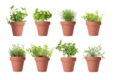 Collage with different herbs growing in clay pots isolated on white. Thyme, oregano, lemon balm, basil and rosemary