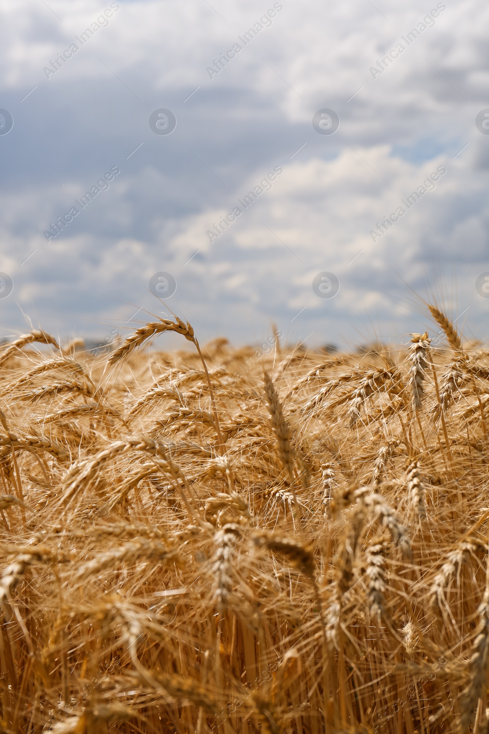 Photo of Beautiful view of agricultural field with ripe wheat spikes