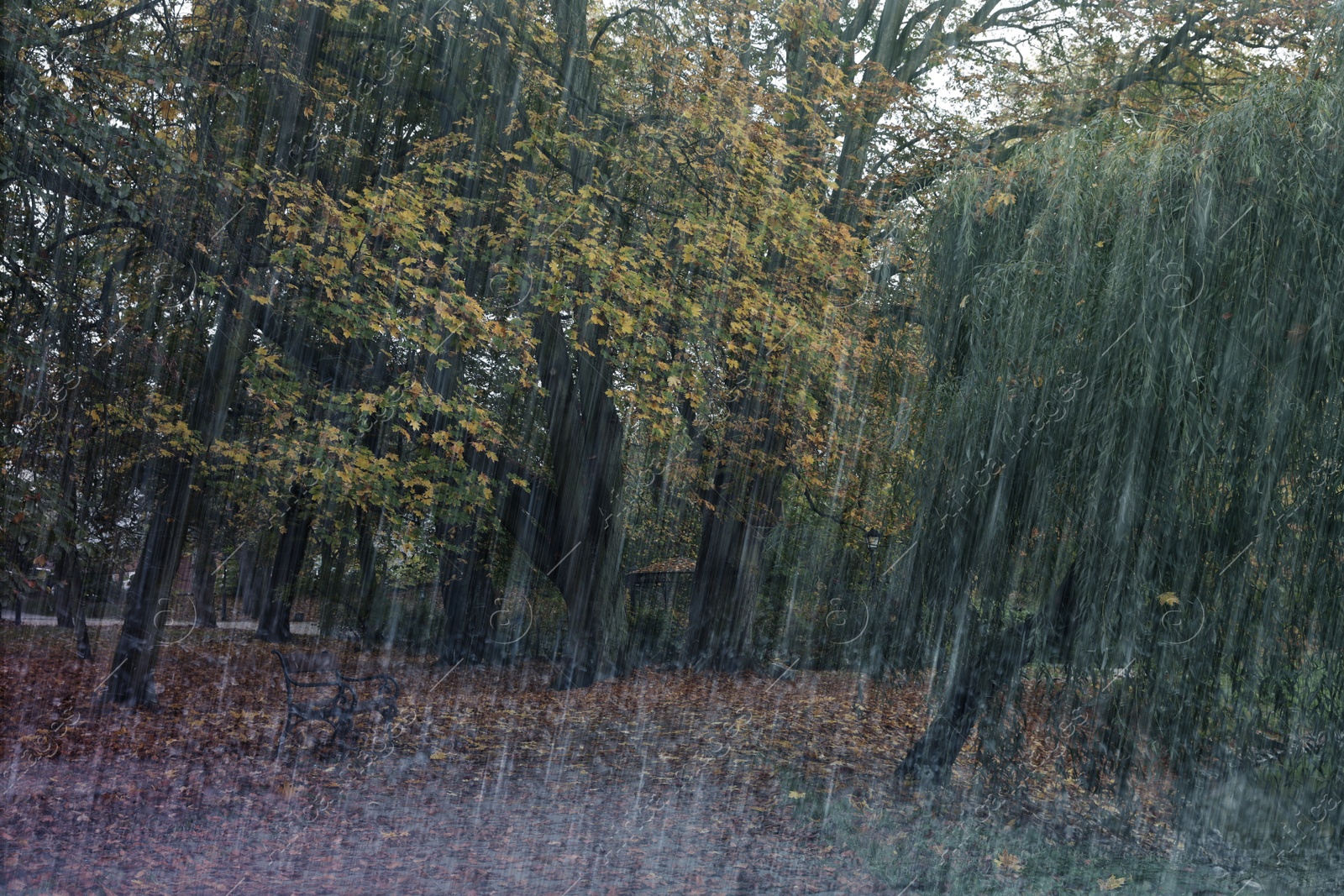 Image of Beautiful park with trees and wooden bench on rainy day