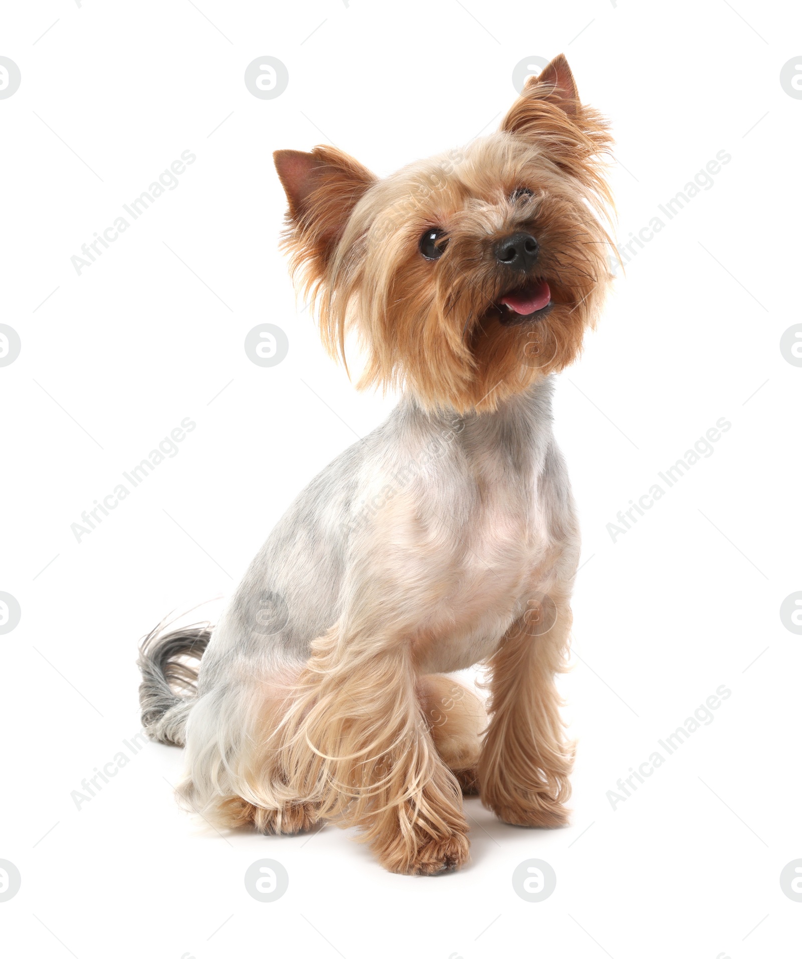 Photo of Adorable Yorkshire Terrier on white background. Cute pet