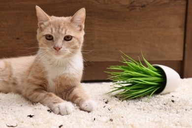 Cute ginger cat near overturned houseplant on carpet at home