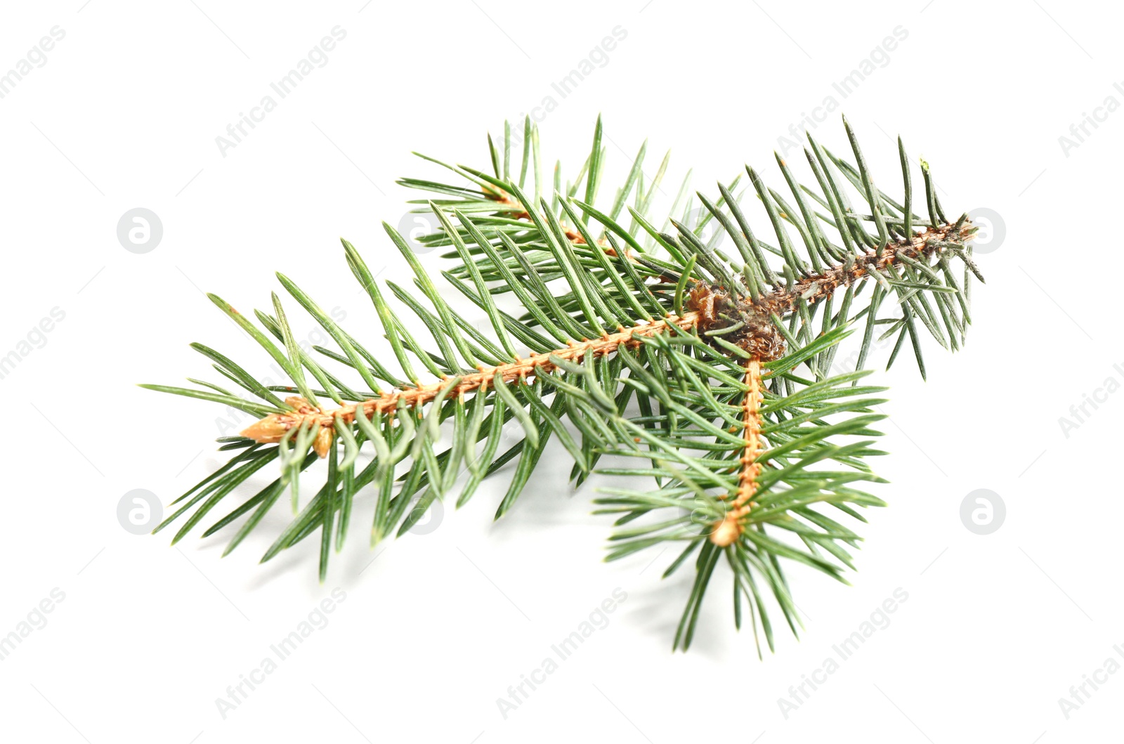 Photo of Branch of Christmas tree on white background