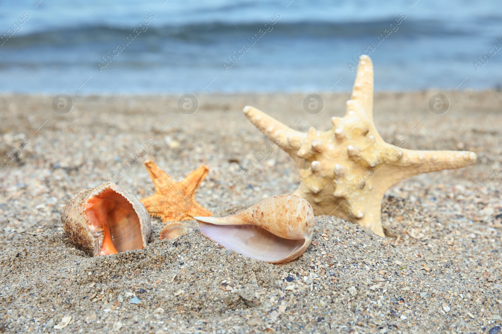 Photo of Beautiful starfish and shells on sand near sea. Beach objects