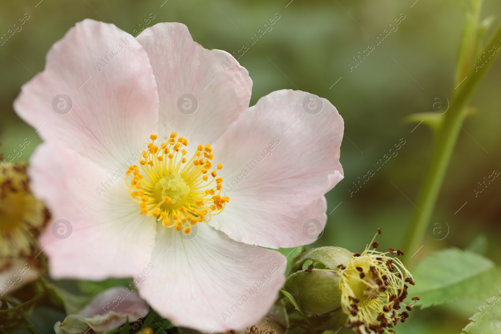 Photo of Briar rose bush with beautiful flower outdoors, closeup