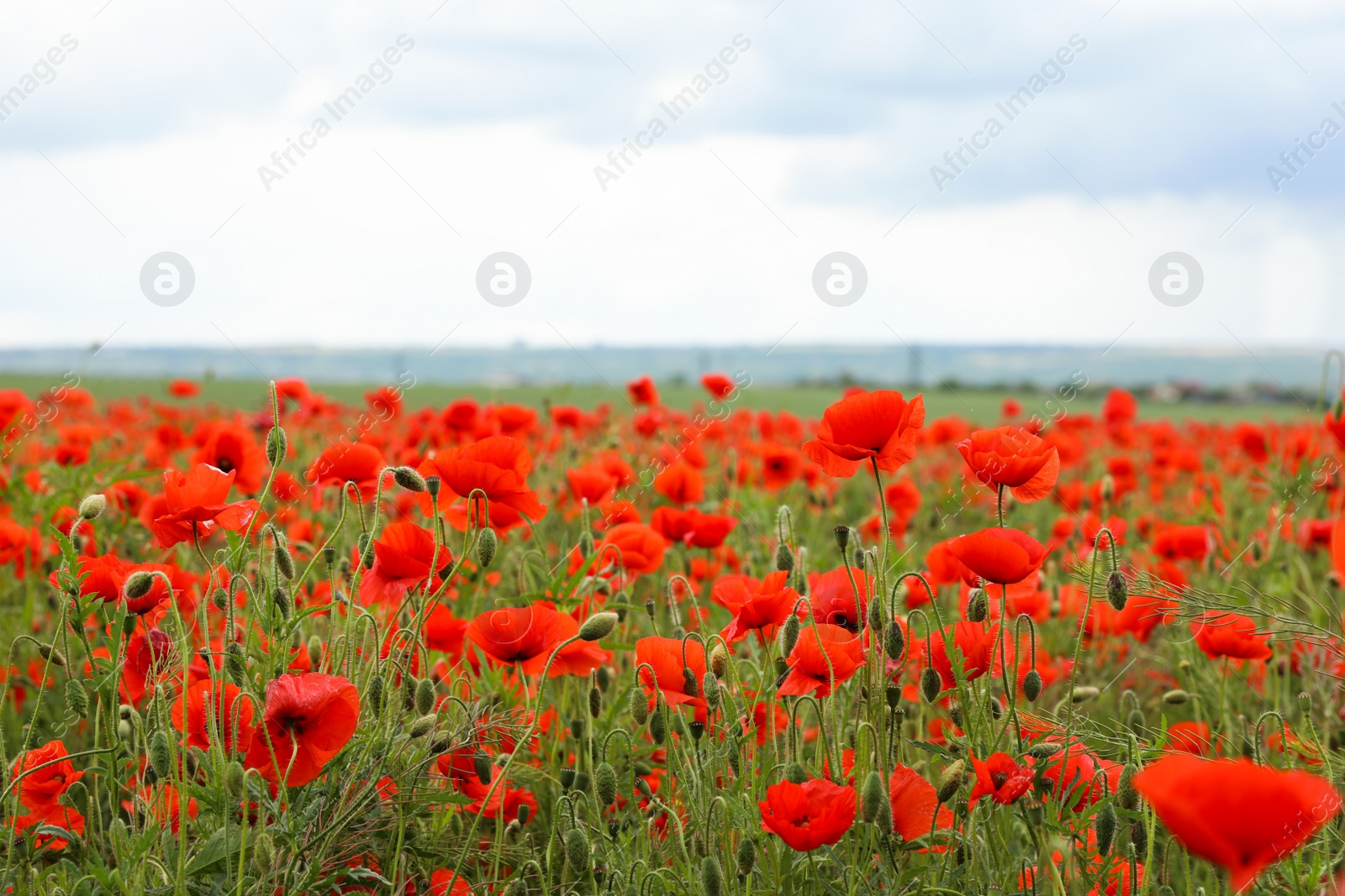 Photo of Beautiful red poppy flowers growing in field