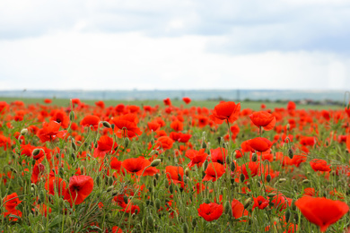 Beautiful red poppy flowers growing in field