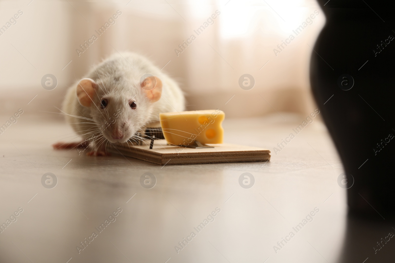 Photo of Rat and mousetrap with cheese indoors. Pest control