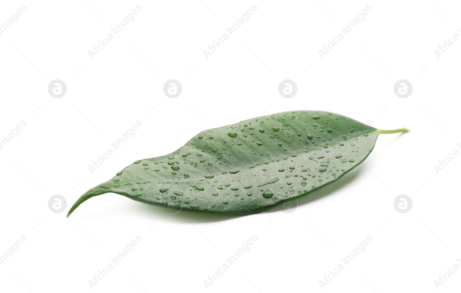 Photo of Fresh green ficus leaf on white background