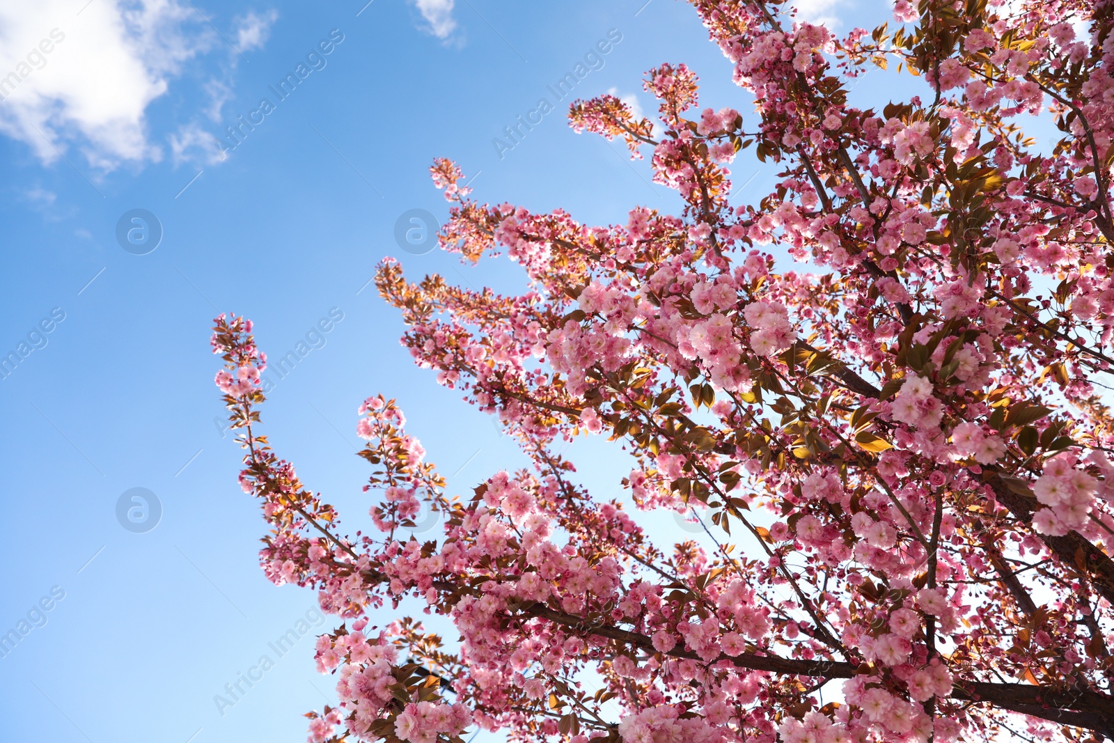 Photo of Delicate spring pink cherry blossoms on tree against blue sky