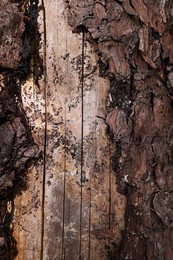 Photo of Texture of damaged tree bark as background, closeup view