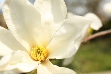 Photo of Closeup view of beautiful magnolia flower outdoors. Awesome spring blossom