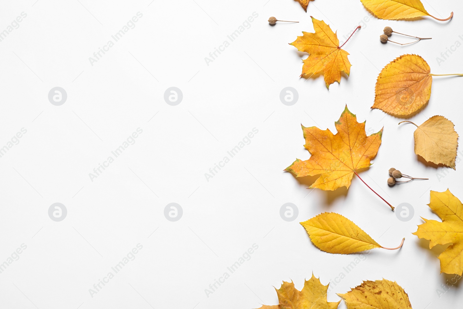 Photo of Flat lay composition with autumn leaves on white background. Space for text