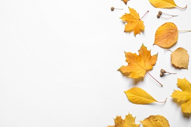 Flat lay composition with autumn leaves on white background. Space for text