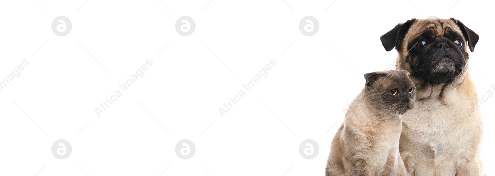 Image of Cute Scottish fold cat and cute pug dog on white background. Banner design with space for text