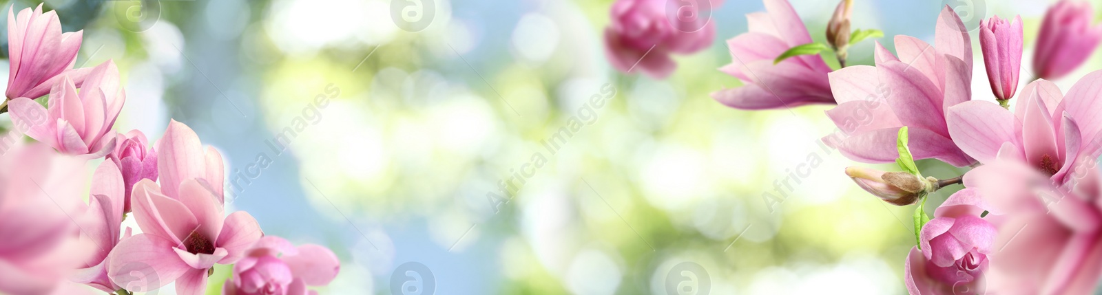 Image of Beautiful pink magnolia flowers outdoors, banner design. Amazing spring blossom